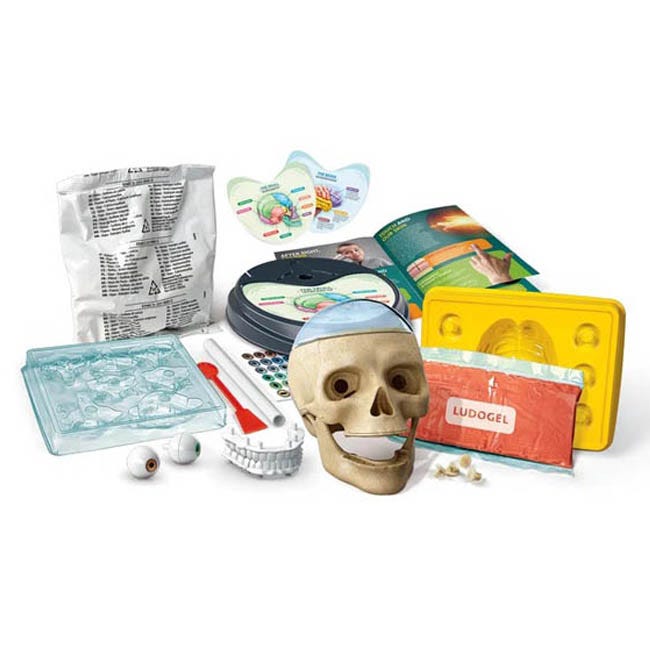 CLEMENTONI ANATOMY LAB