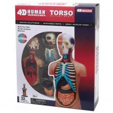4D HUMAN ANATOMY-SMALL TORSO