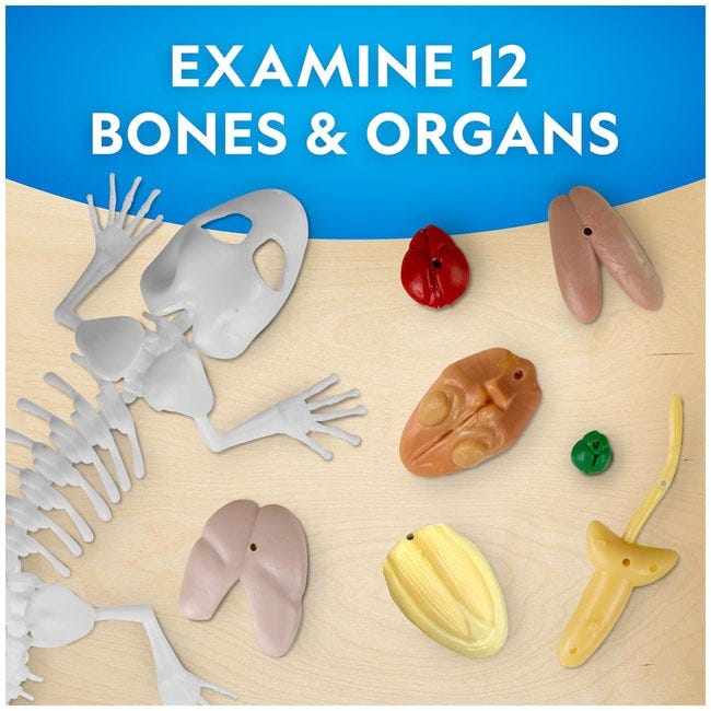 NATIONAL GEOGRAPHIC GLOW-IN-THE-DARK GECKO DISSECTION LAB