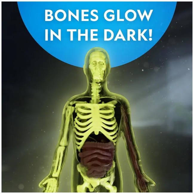 NATIONAL GEOGRAPHIC GLOW-IN-THE-DARK HUMAN BODY