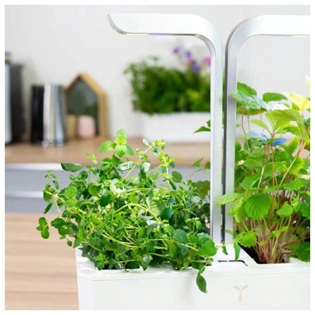 VERITABLE LINGOT OREGANO ORGANIC