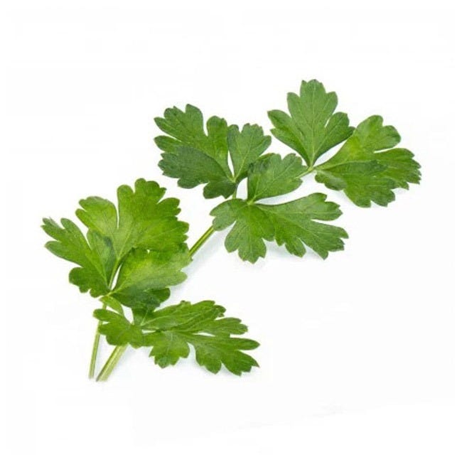 VERITABLE LINGOT ITALIAN PARSLEY ORGANIC