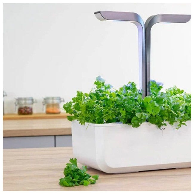 VERITABLE LINGOT ITALIAN PARSLEY ORGANIC