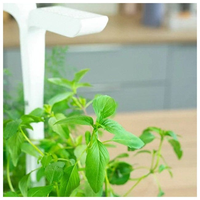 VERITABLE LINGOT THAI BASIL ORGANIC