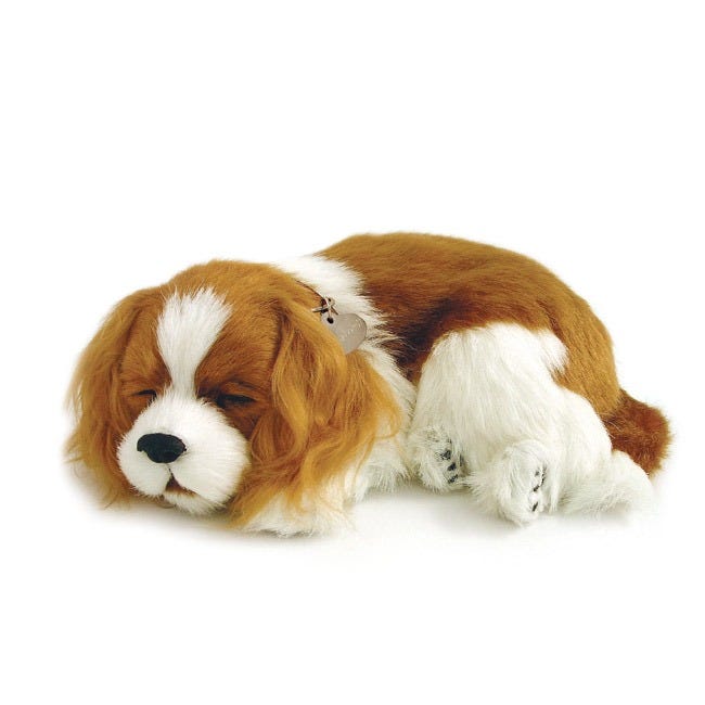 PERFECT PETZ CAVALIER KING CHARLES
