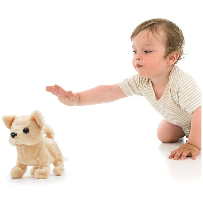 PUGS AT PLAY CHILLI ACTIVITY DOG